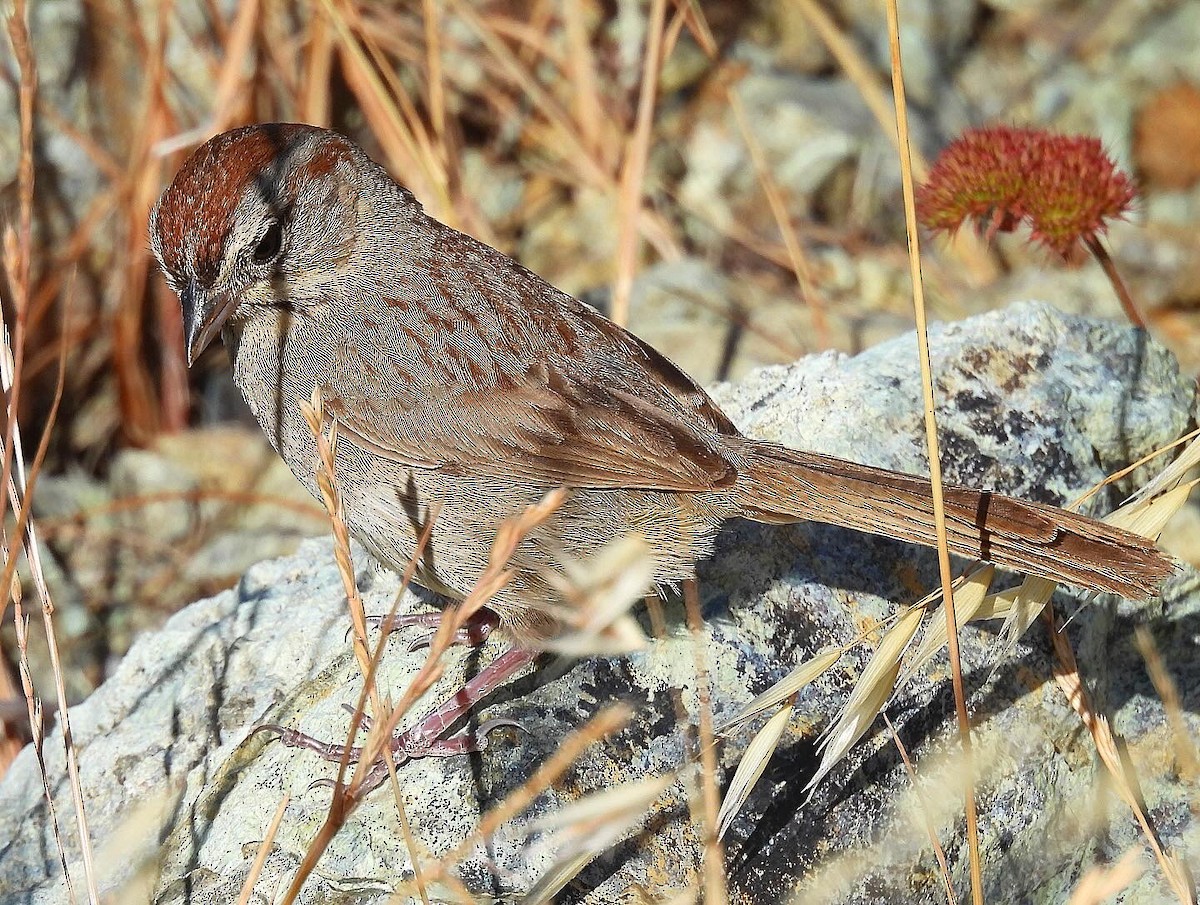 Rufous-crowned Sparrow - ML620587395