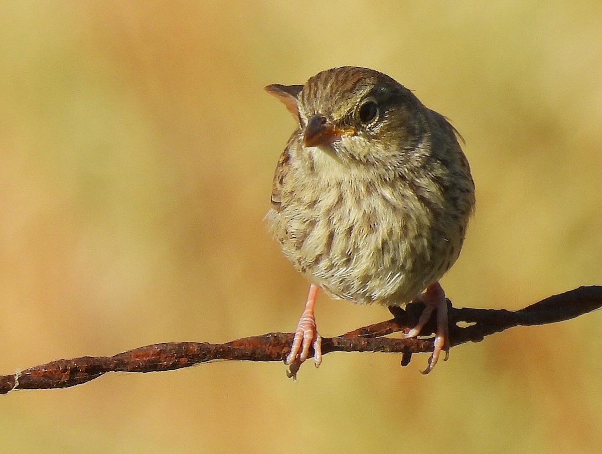 Rufous-crowned Sparrow - ML620587396