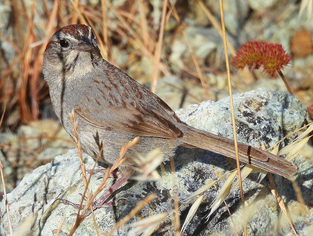 Rufous-crowned Sparrow - ML620587399