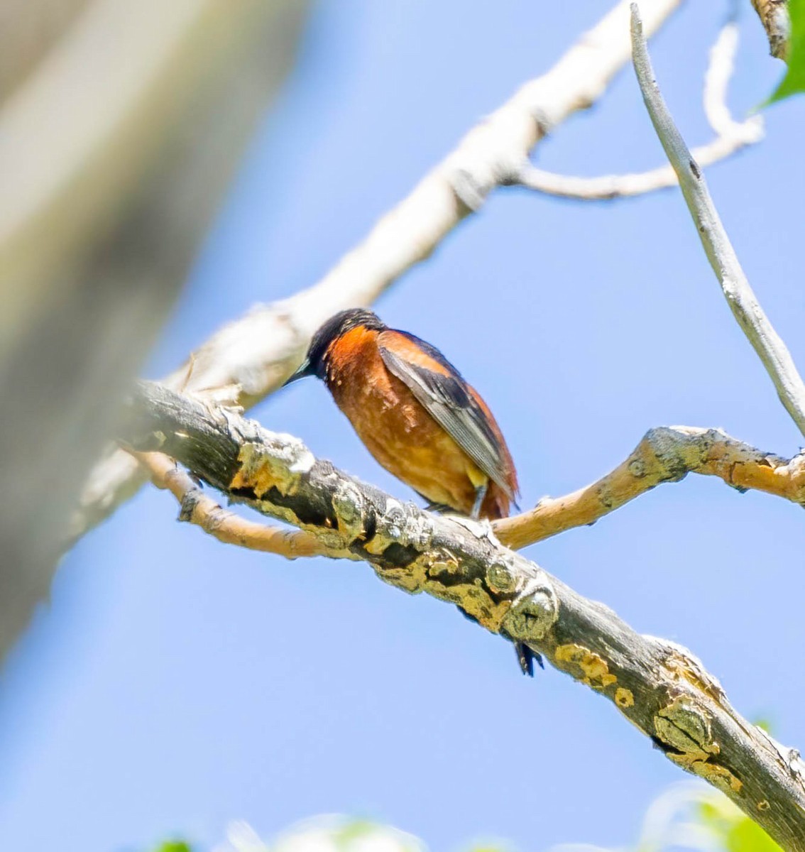 Orchard Oriole - ML620587406