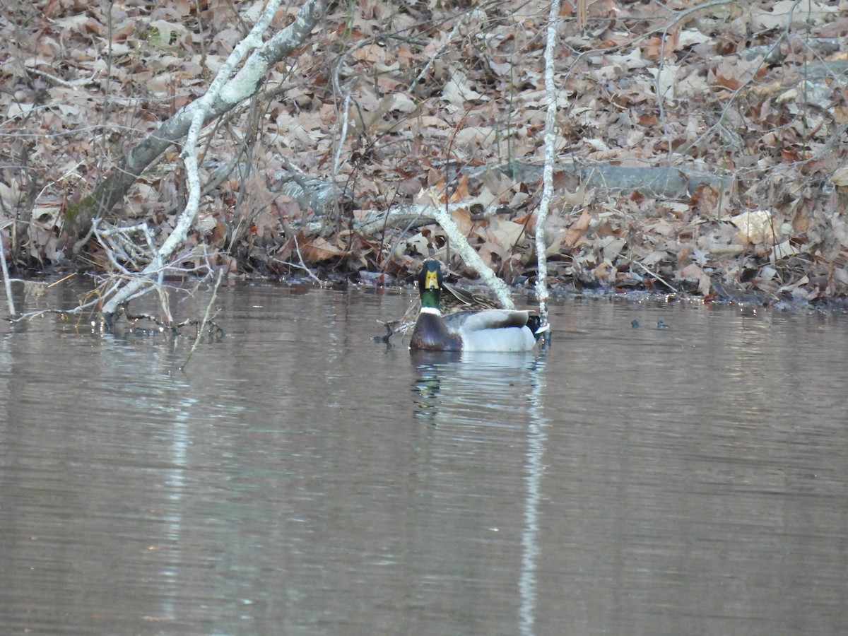 Canard colvert - ML620587407