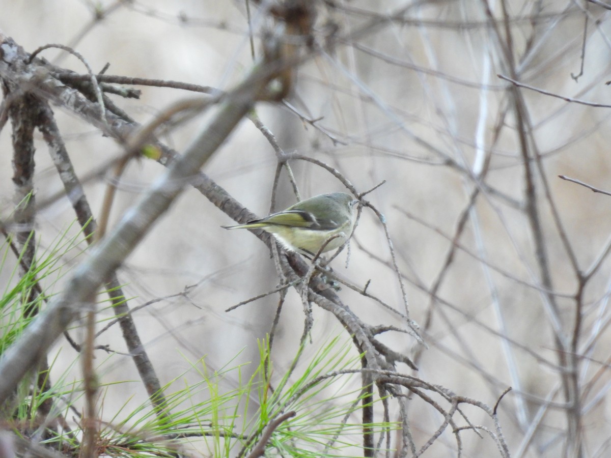 Ruby-crowned Kinglet - ML620587412