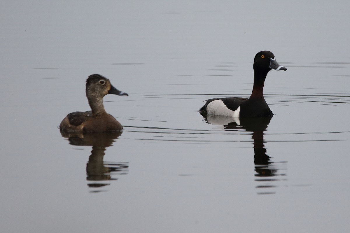 Ring-necked Duck - ML620587415