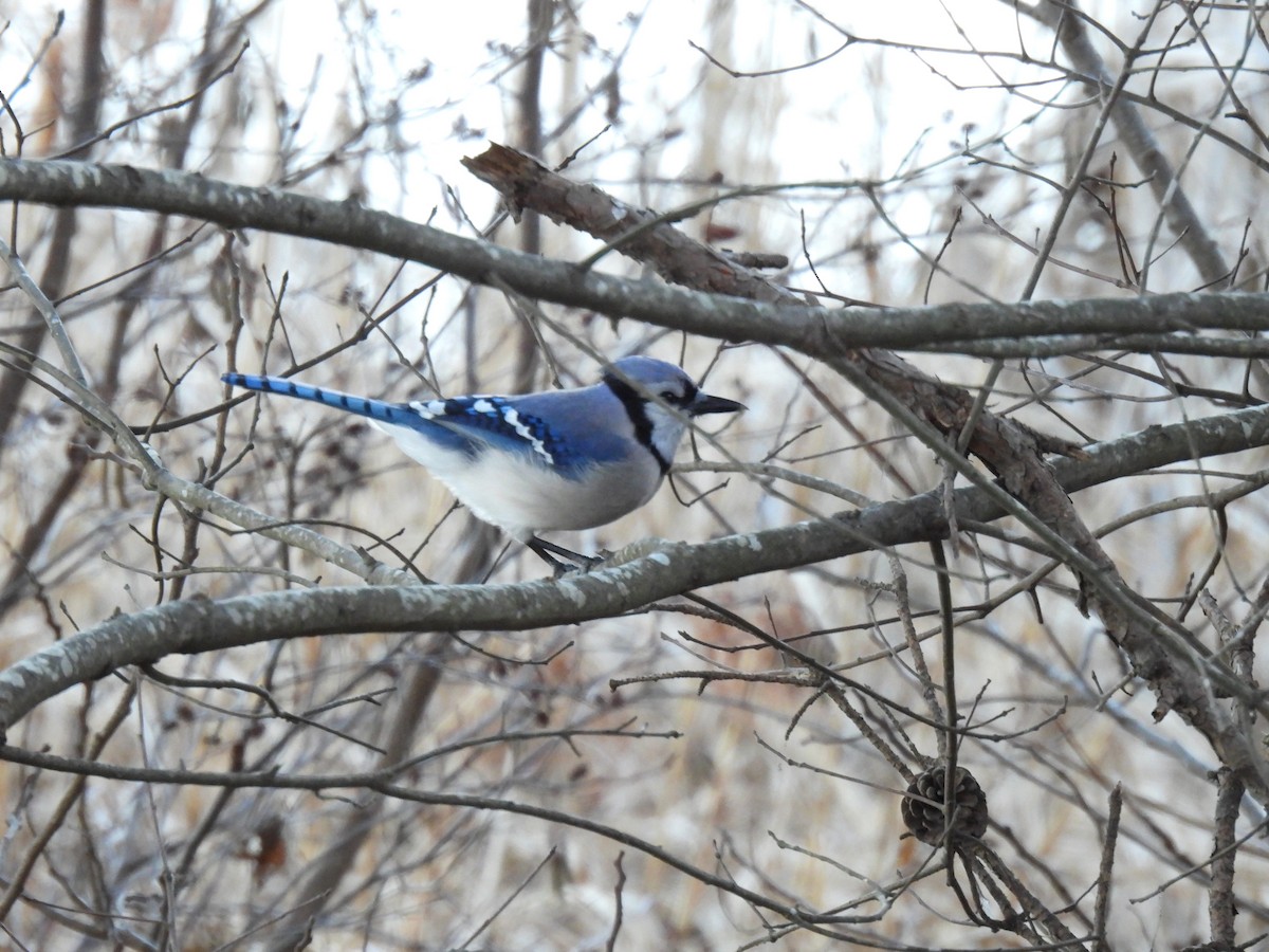 Blue Jay - ML620587418