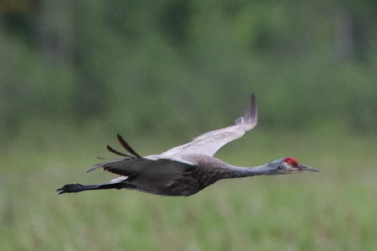 Sandhill Crane - ML620587419