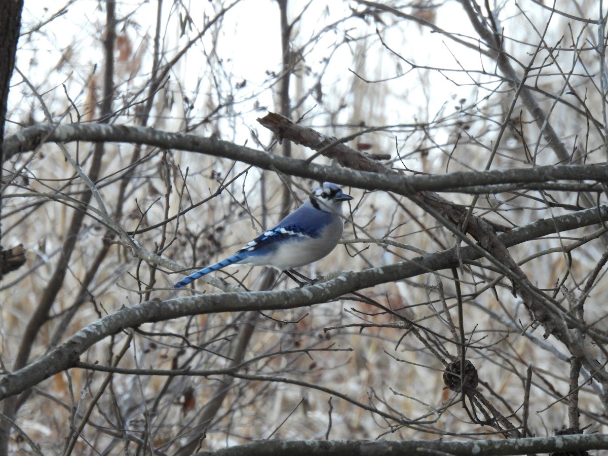 Blue Jay - ML620587420