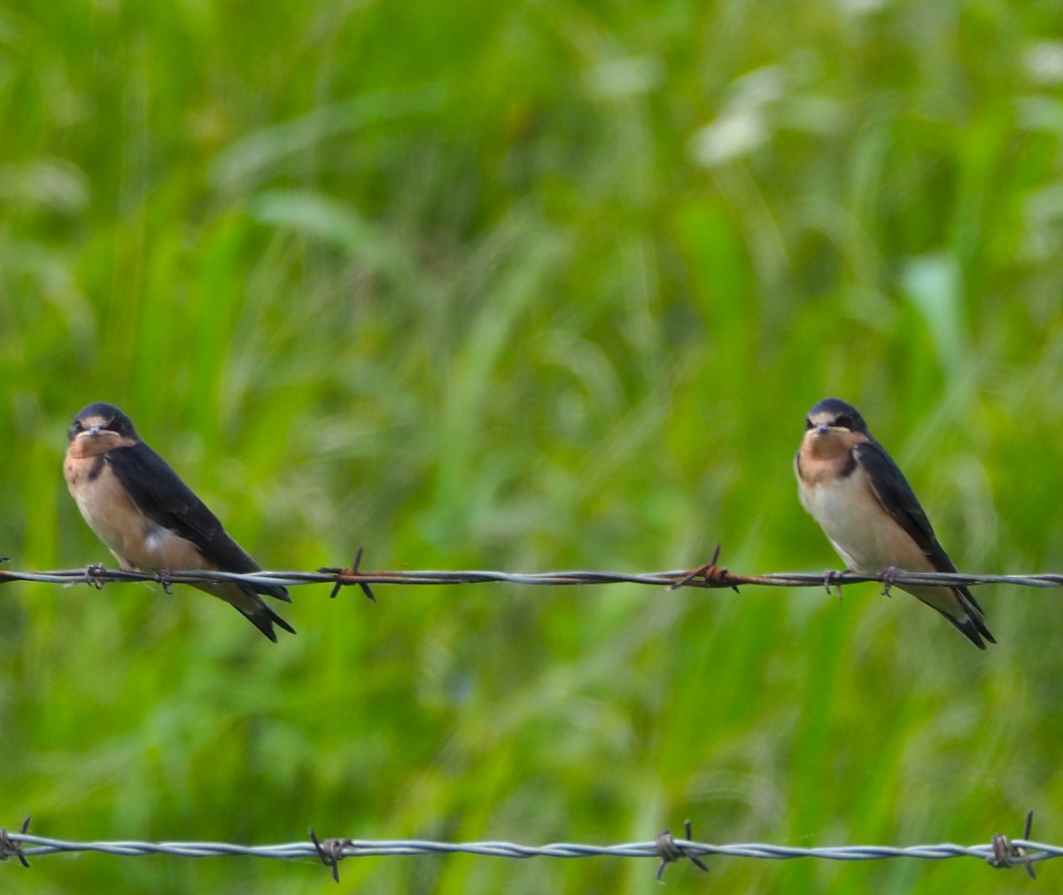 Barn Swallow - Jeff Blair