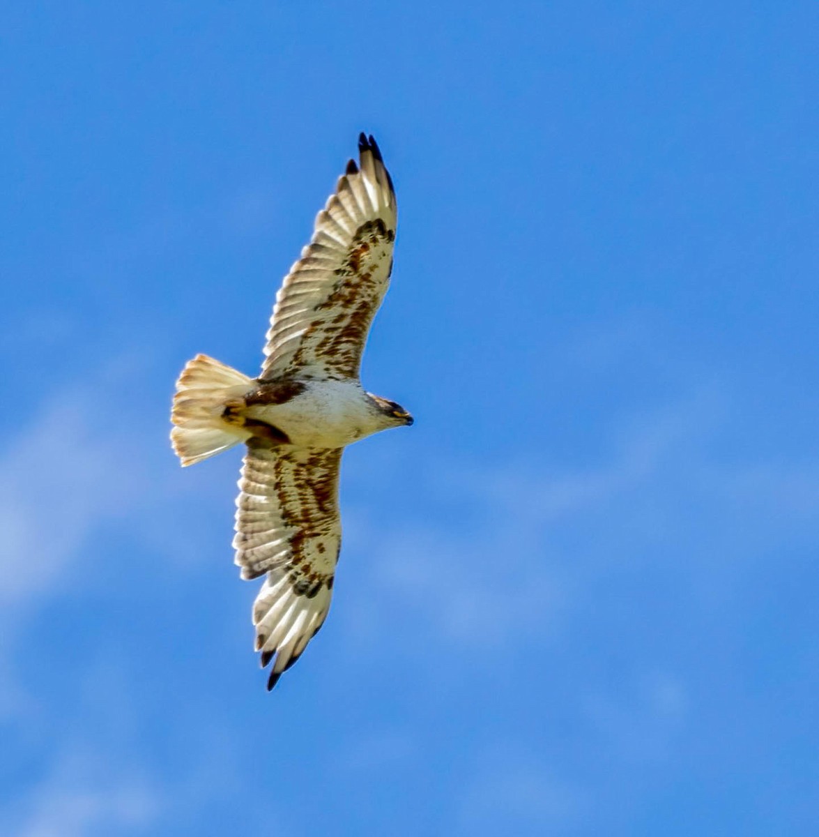 Ferruginous Hawk - Dan Parliament