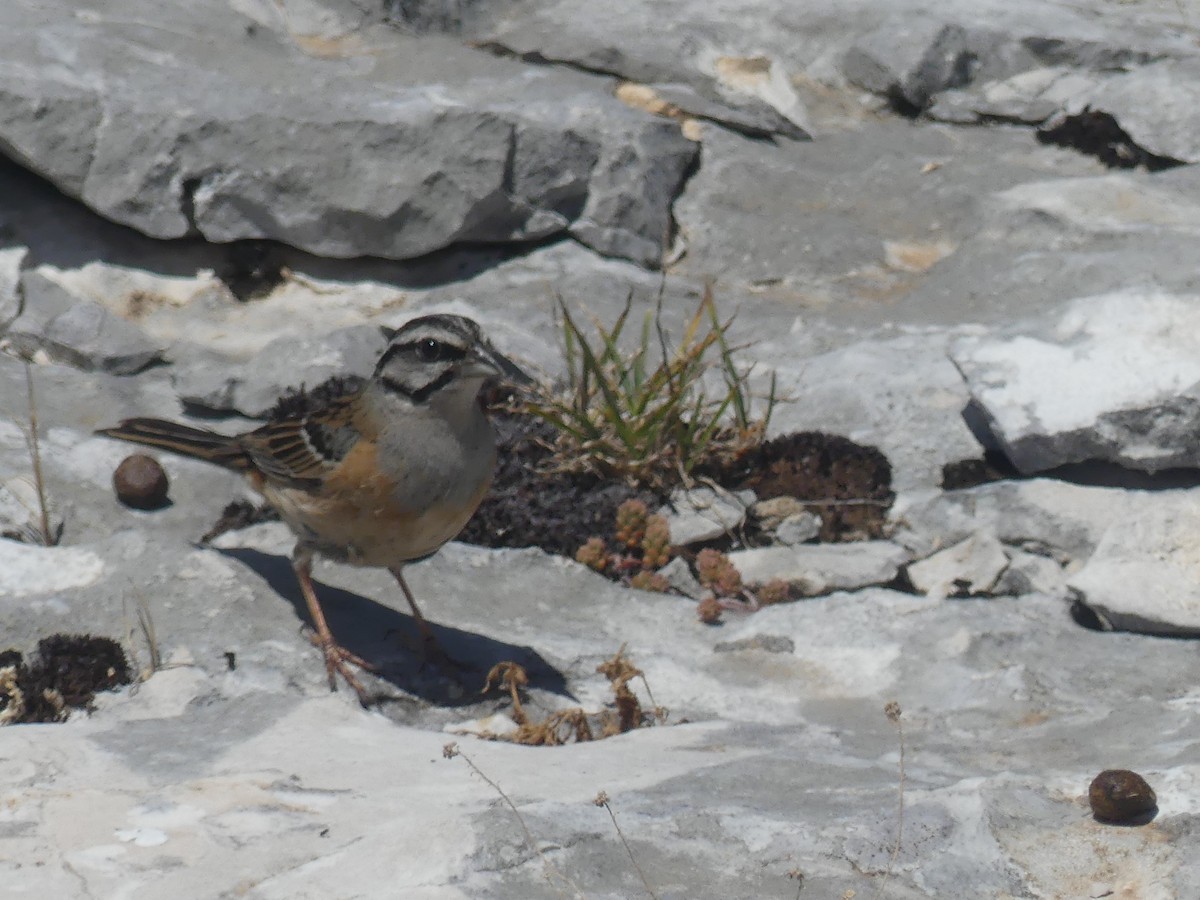 Rock Bunting - ML620587431