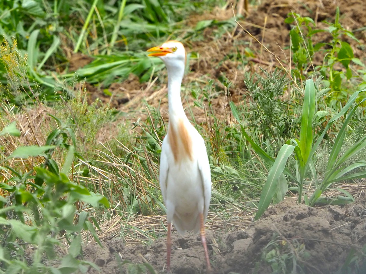 Western Cattle Egret - ML620587433