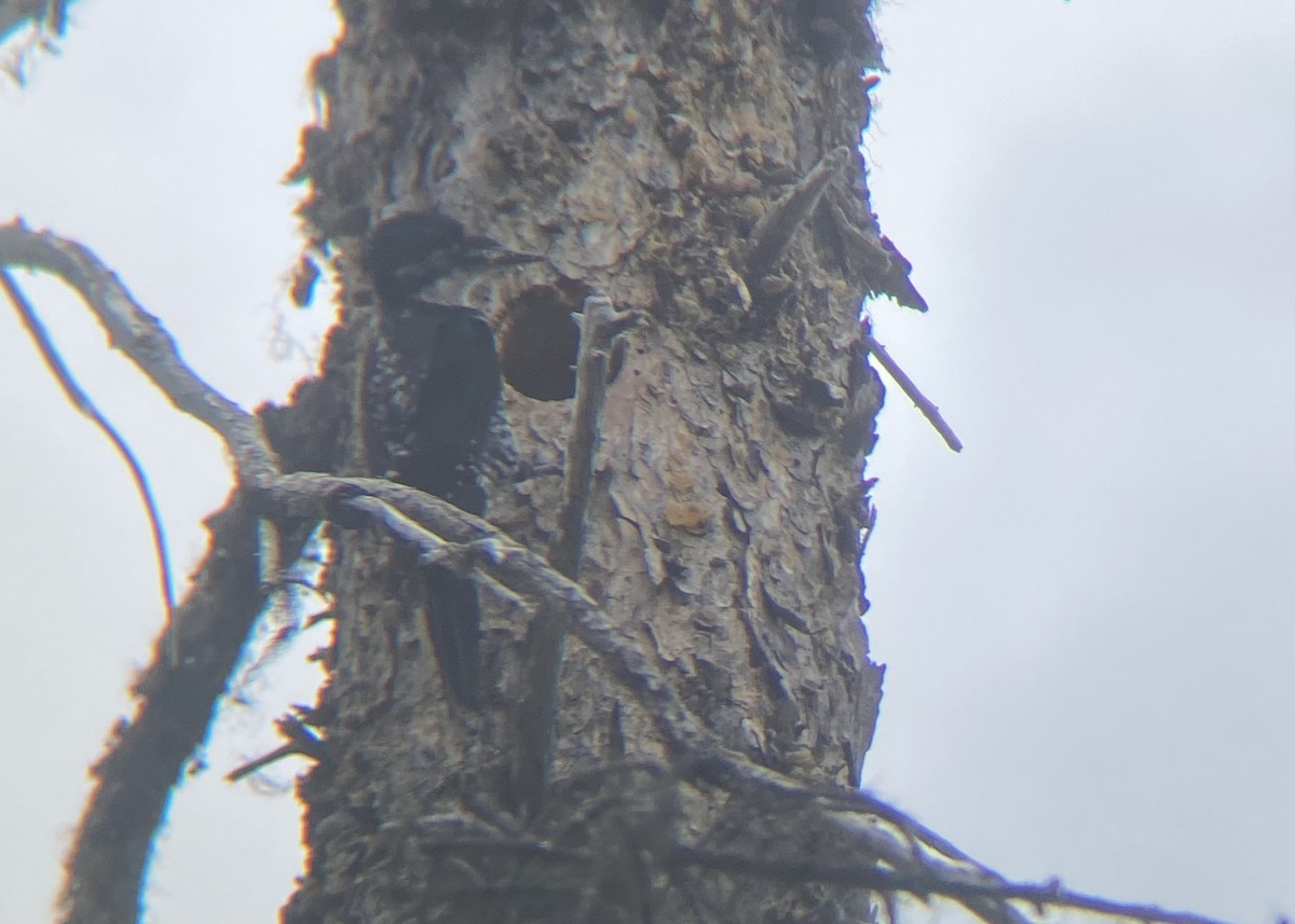 American Three-toed Woodpecker - ML620587434