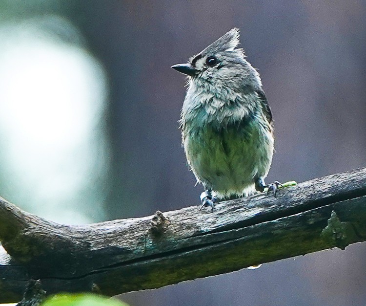 Tufted Titmouse - Arden Anderson
