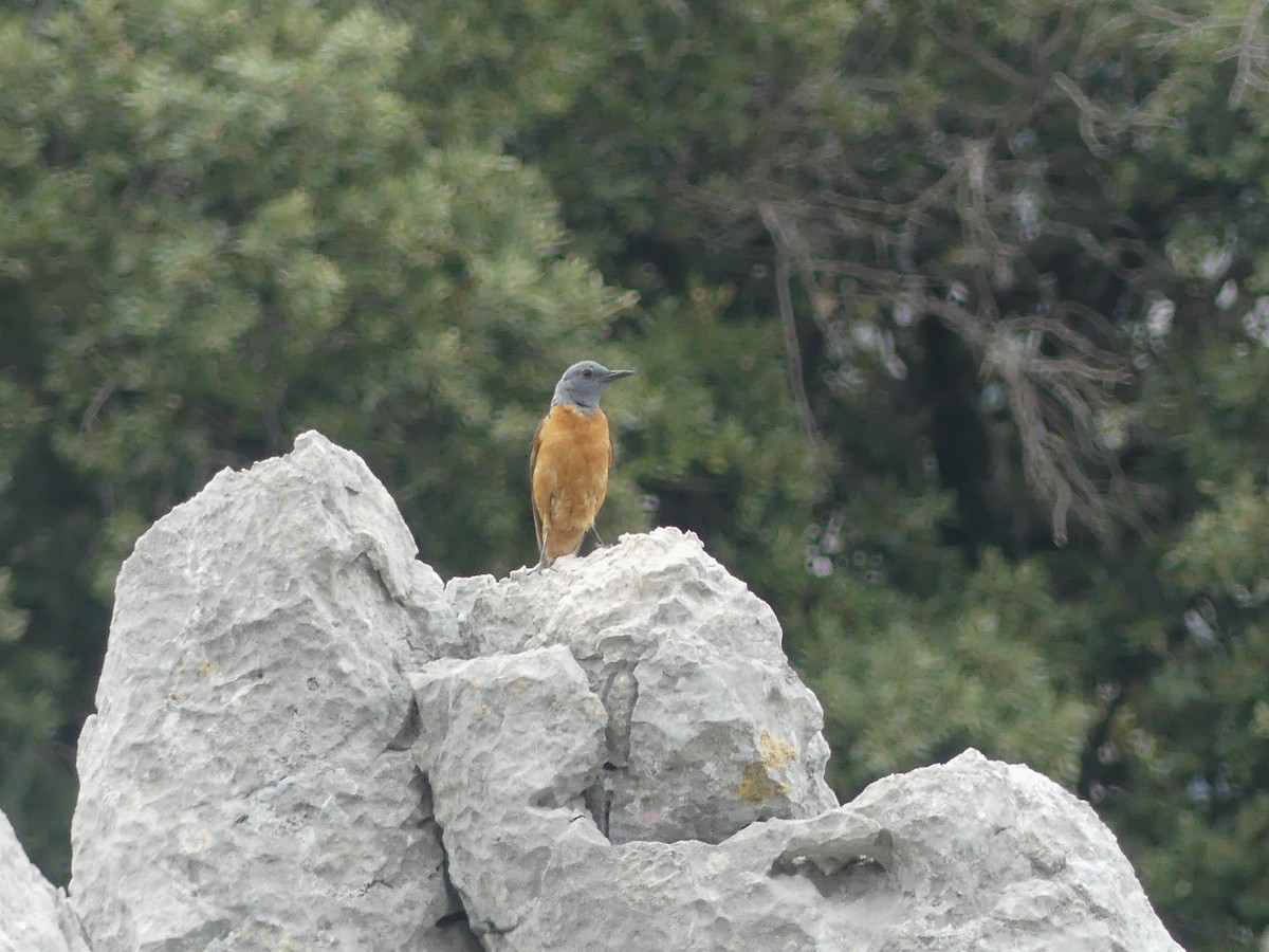 Rufous-tailed Rock-Thrush - ML620587440