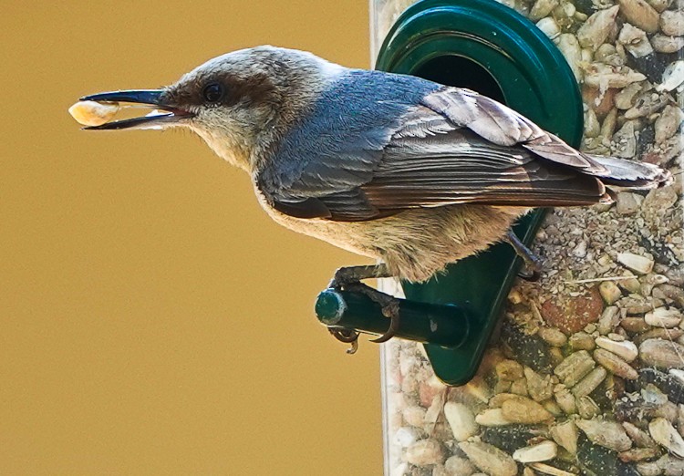 Brown-headed Nuthatch - ML620587444