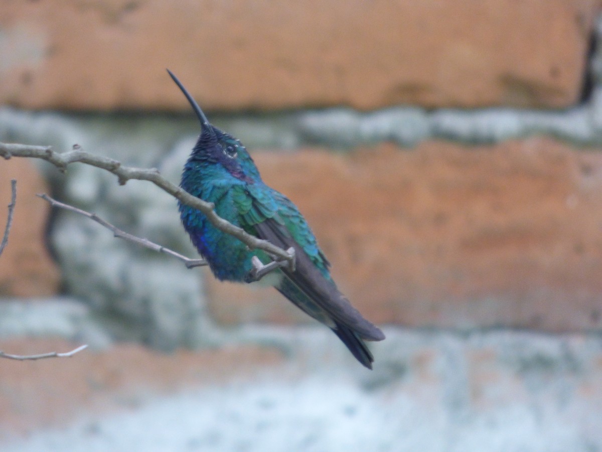 Sparkling Violetear - Dayana Togán