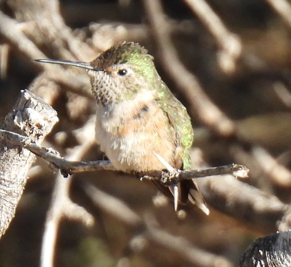 Broad-tailed Hummingbird - ML620587465