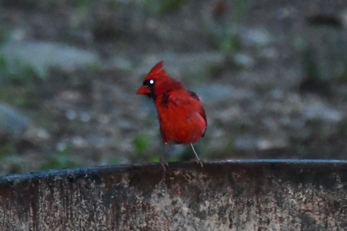 Northern Cardinal - ML620587473