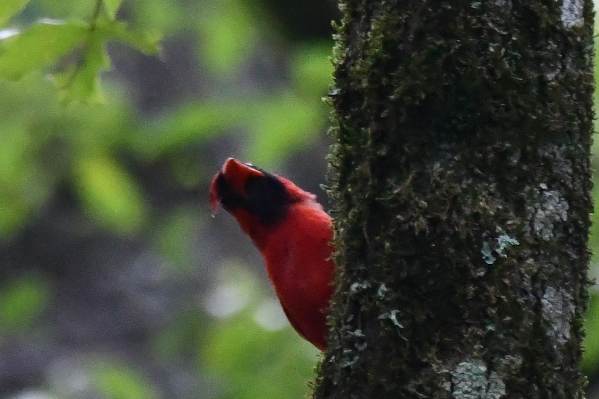 Northern Cardinal - ML620587474