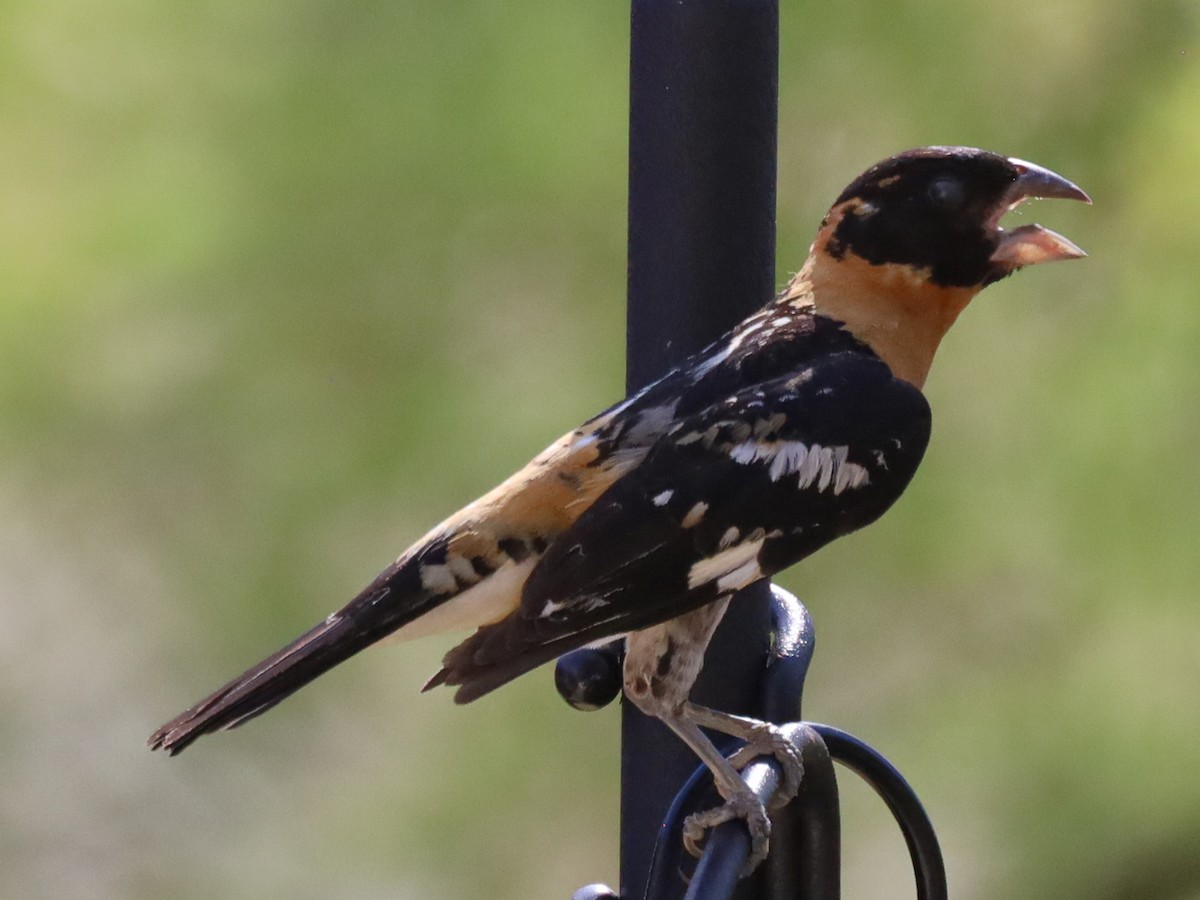 Black-headed Grosbeak - ML620587477