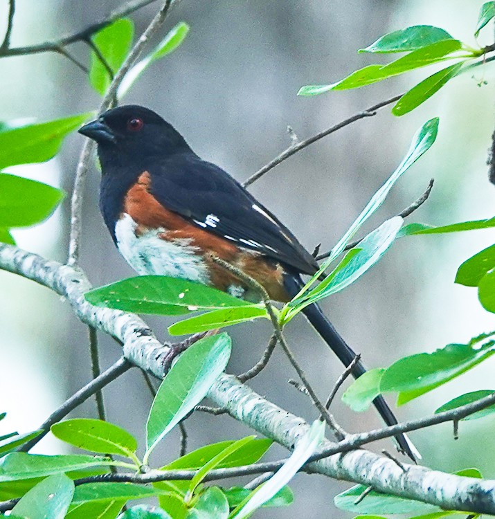 Eastern Towhee - ML620587478