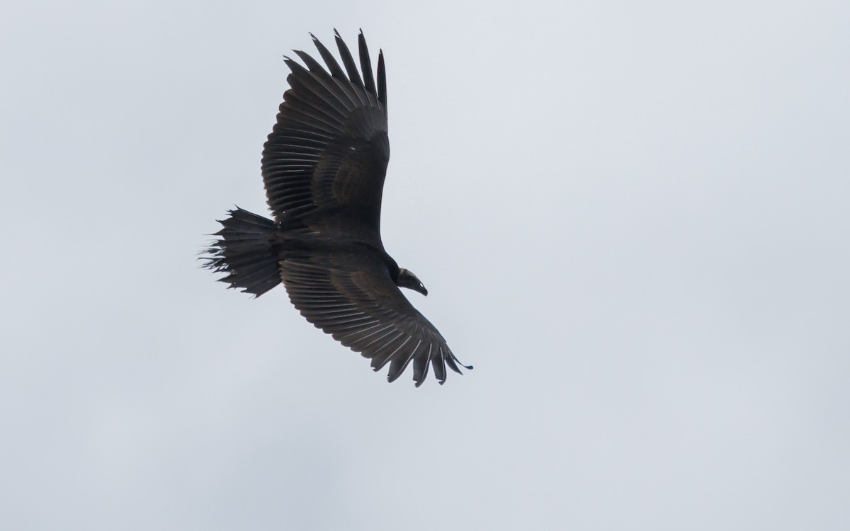 Turkey Vulture - ML620587480