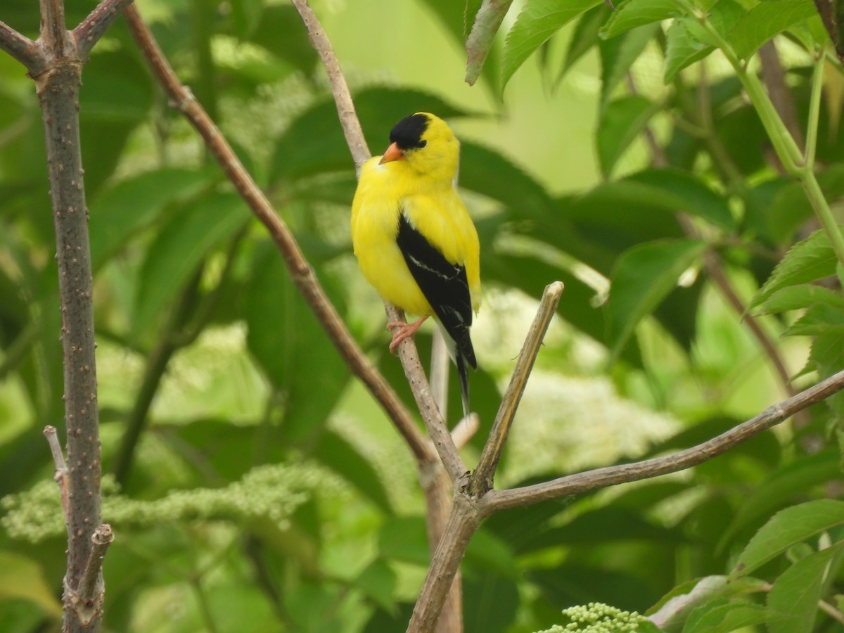 American Goldfinch - ML620587484