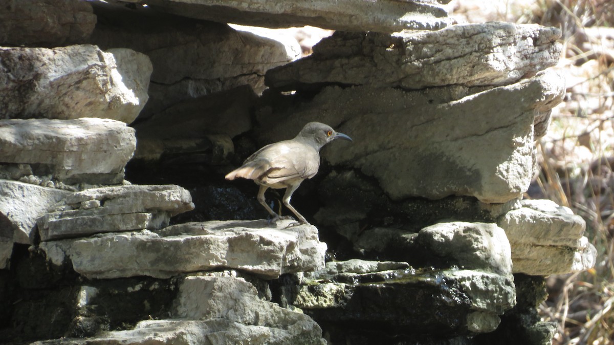 Curve-billed Thrasher - James P.