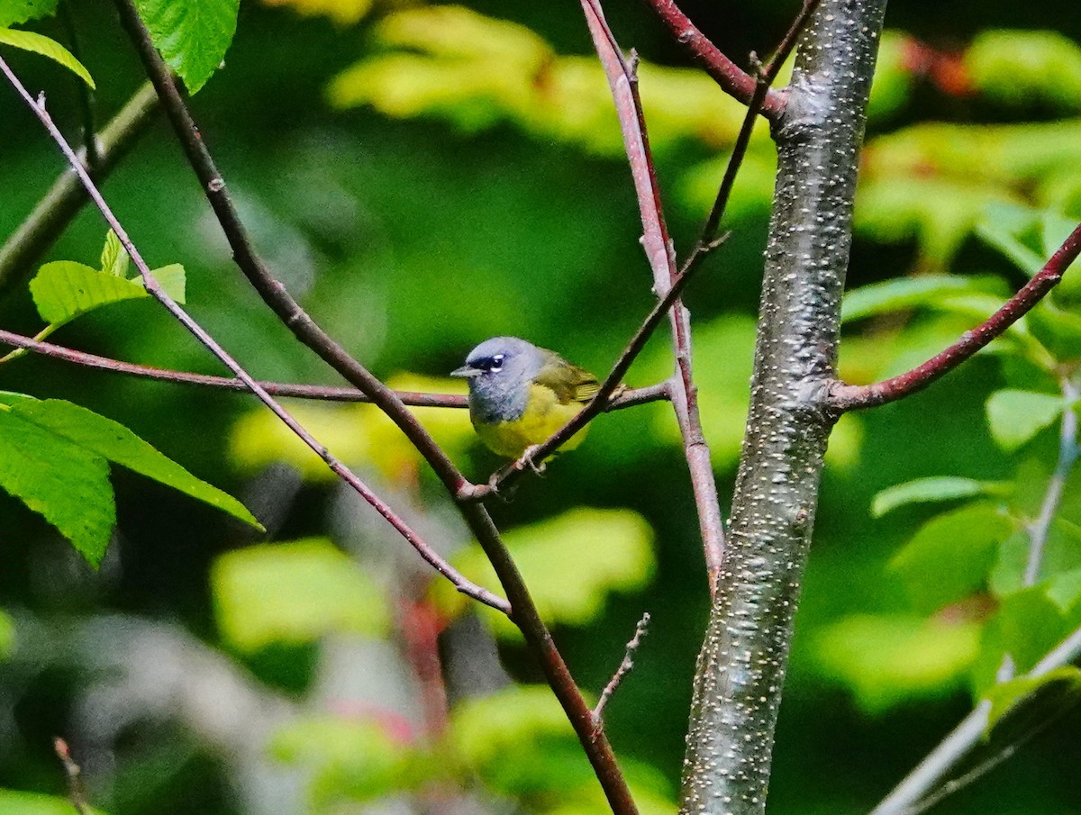 MacGillivray's Warbler - ML620587489