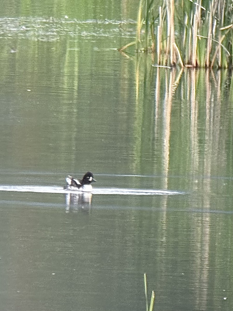 Barrow's Goldeneye - ML620587490