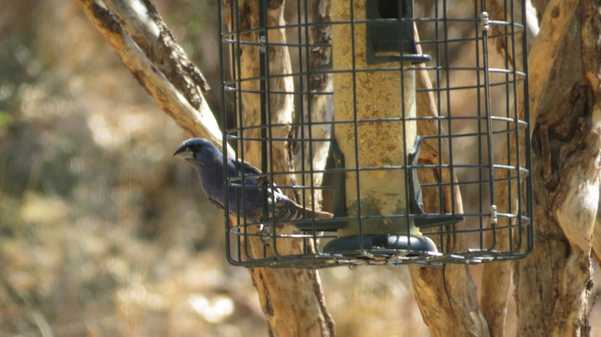 Blue Grosbeak - ML620587492