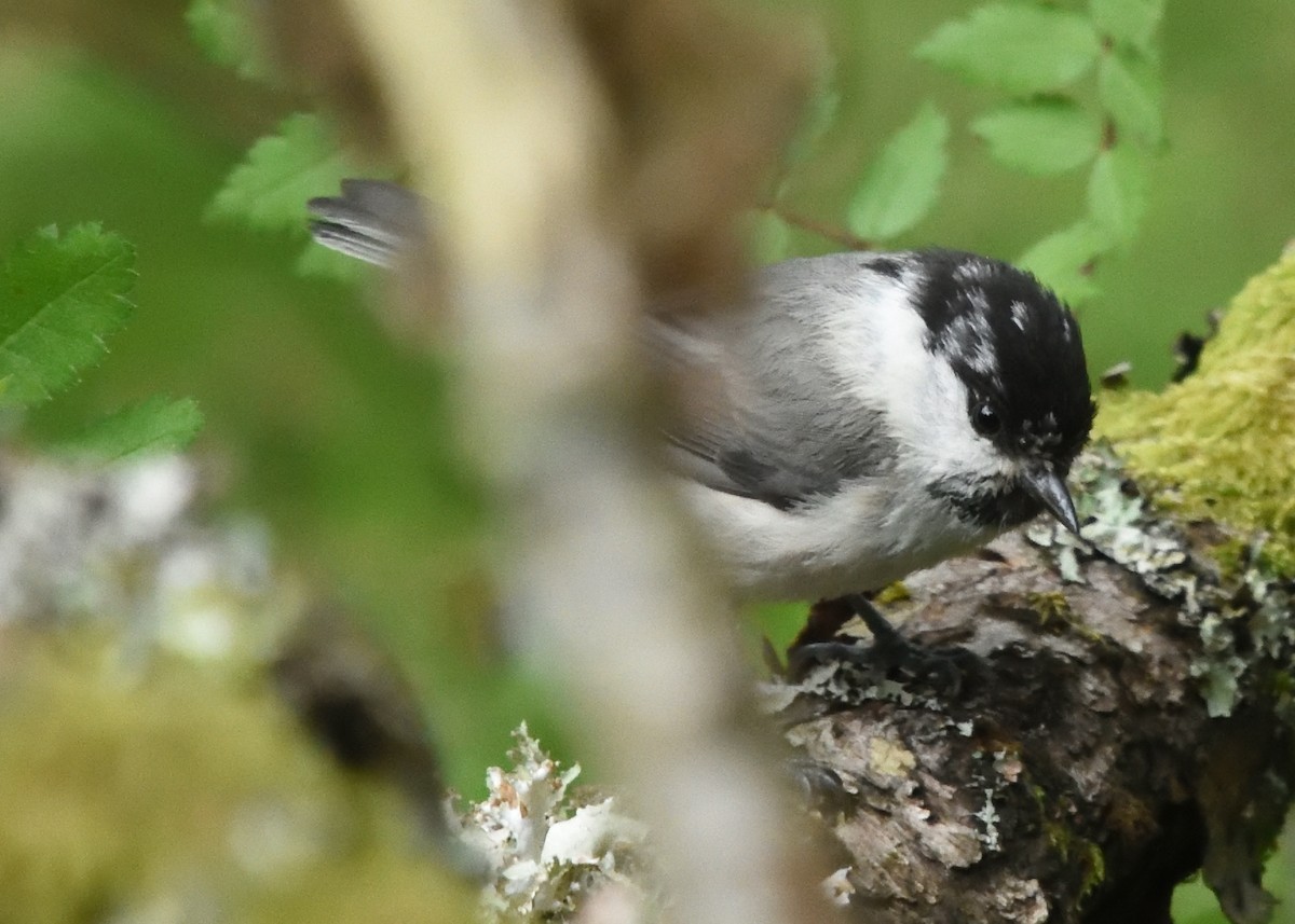 ub. spurvefugl (Passeriformes sp.) - ML620587498