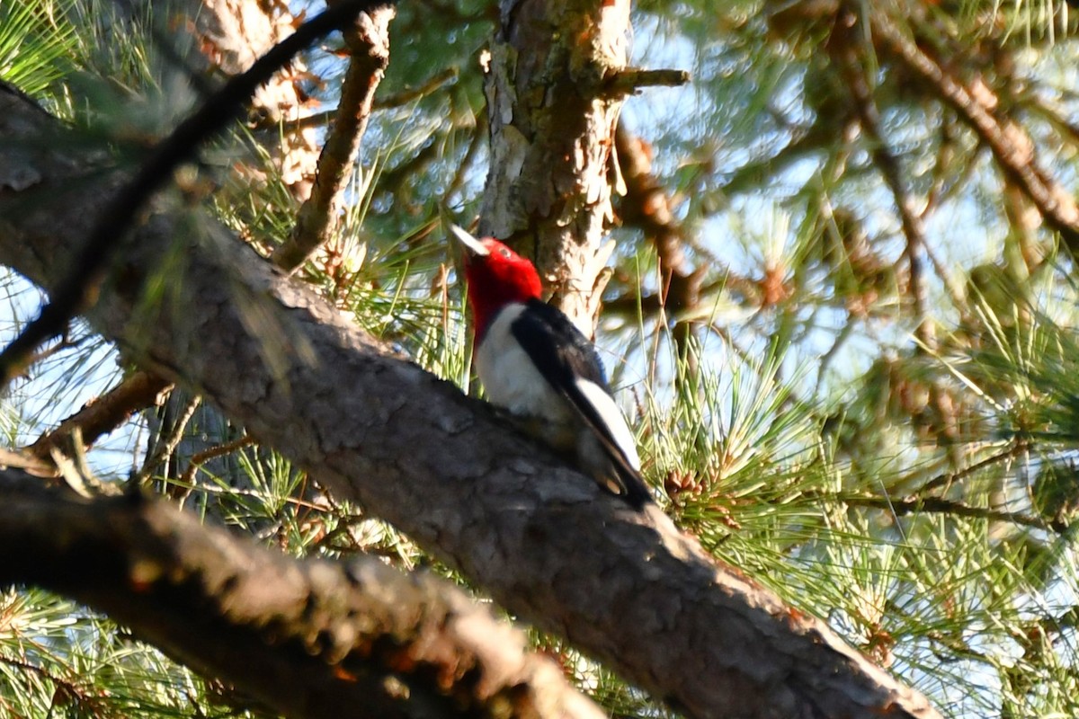 Red-headed Woodpecker - ML620587500