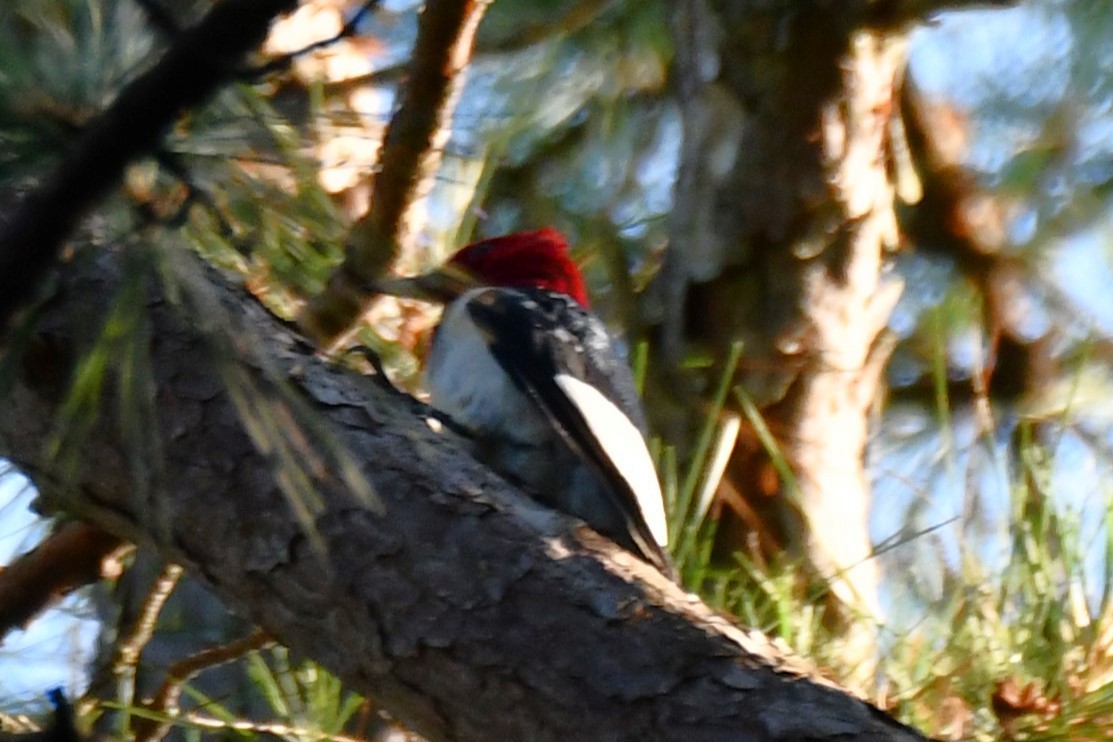 Red-headed Woodpecker - ML620587501