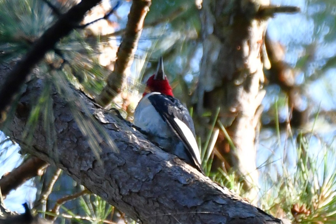 Red-headed Woodpecker - ML620587503