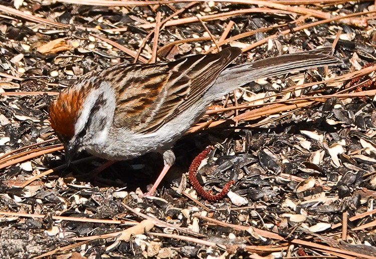 Chipping Sparrow - ML620587505