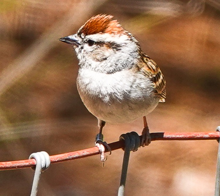 Chipping Sparrow - ML620587506