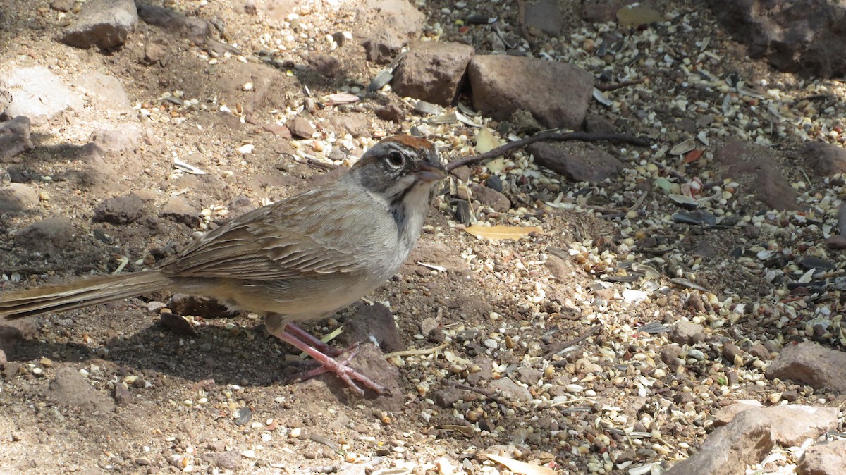 Rufous-crowned Sparrow - ML620587509