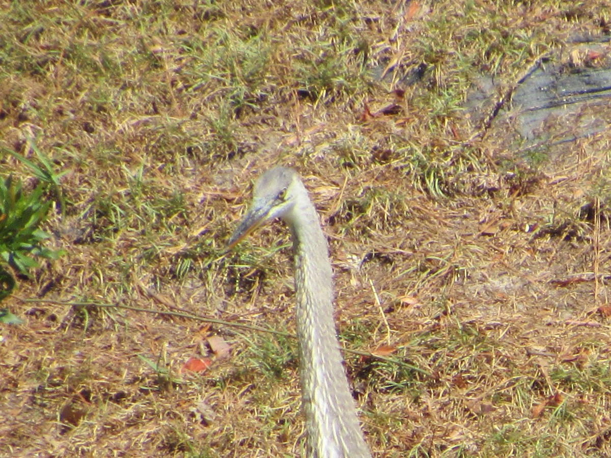 Great Blue Heron - ML620587517