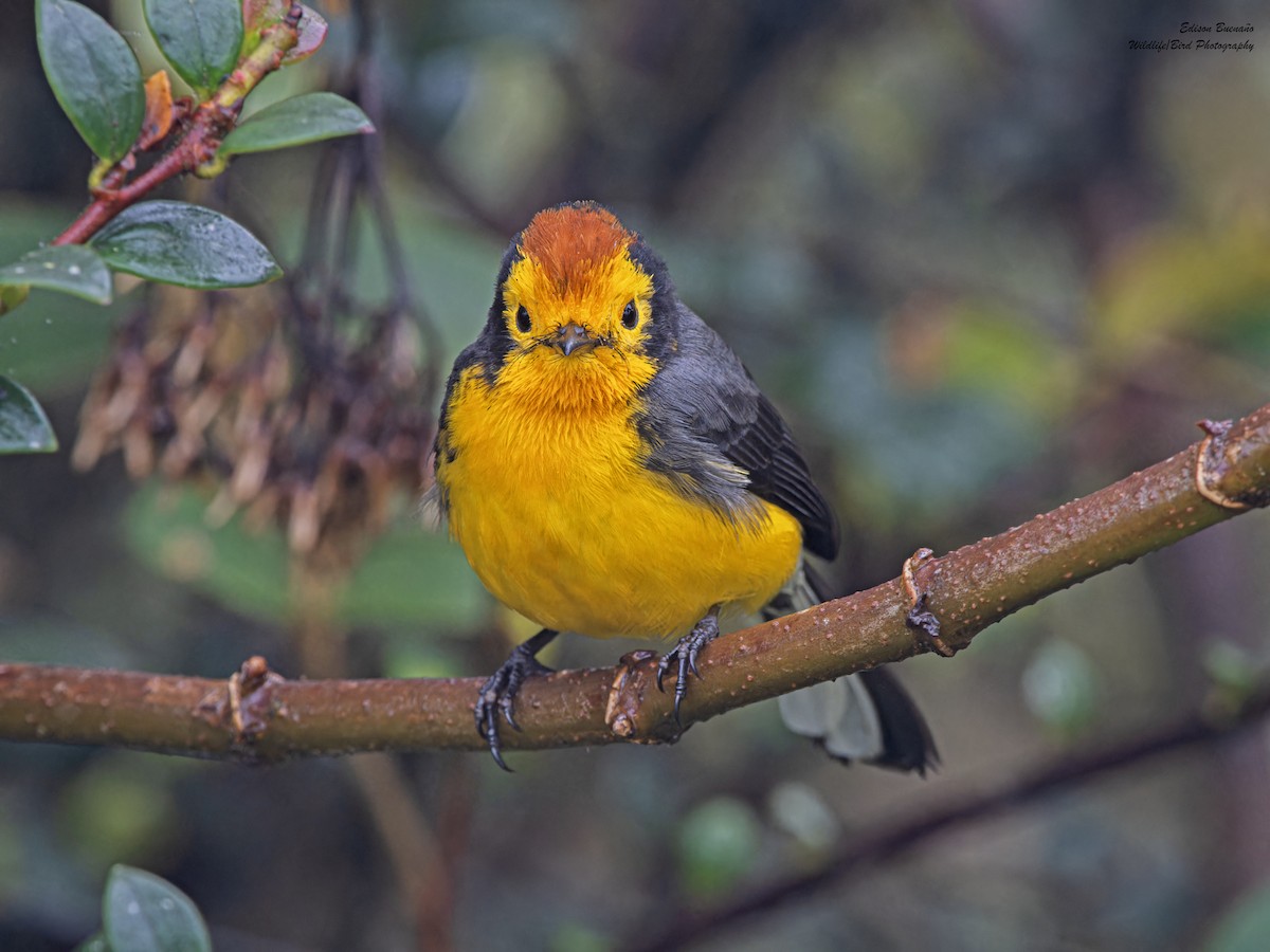 Golden-fronted x Spectacled Redstart (hybrid) - ML620587519