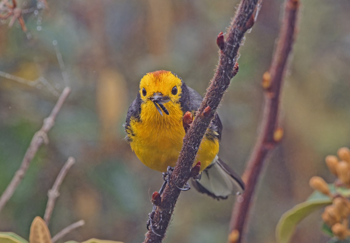 Golden-fronted x Spectacled Redstart (hybrid) - ML620587526