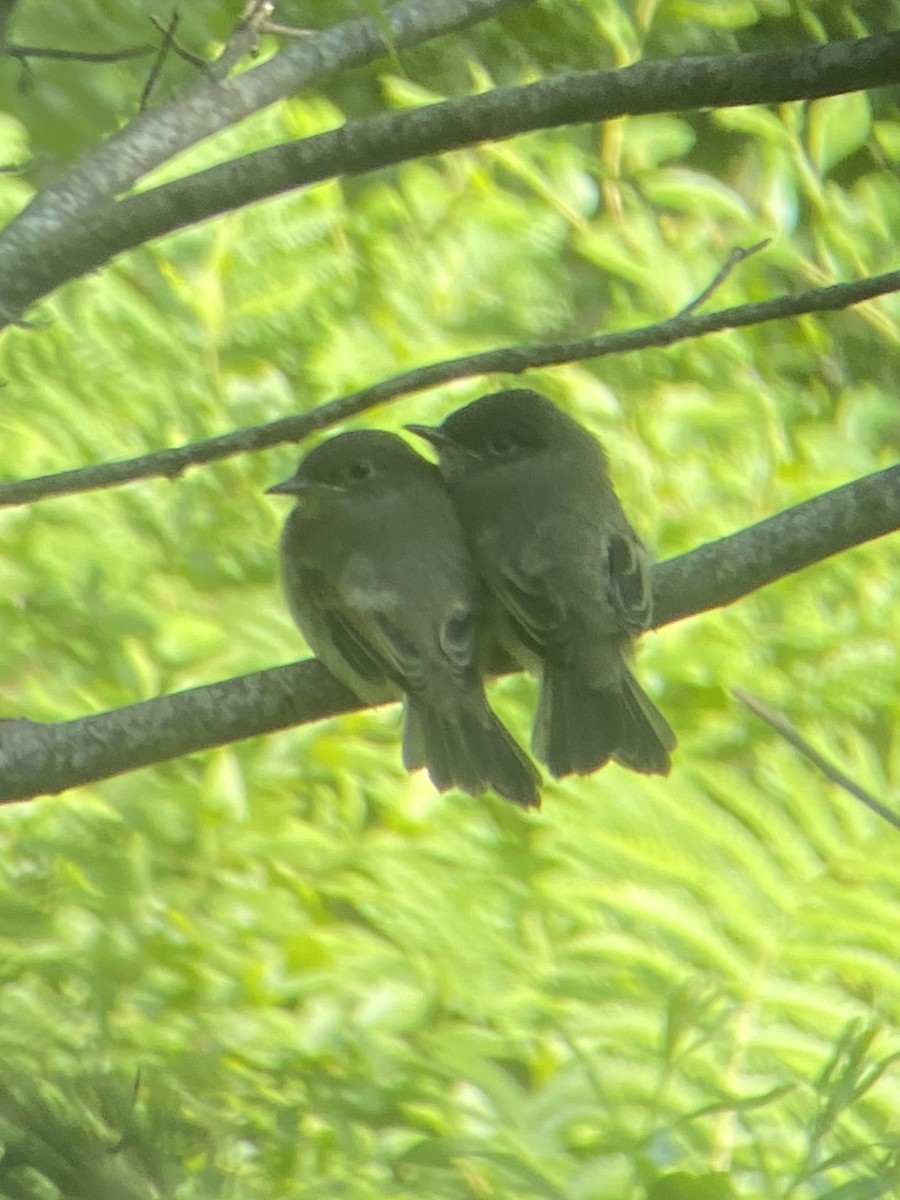 Eastern Phoebe - ML620587527