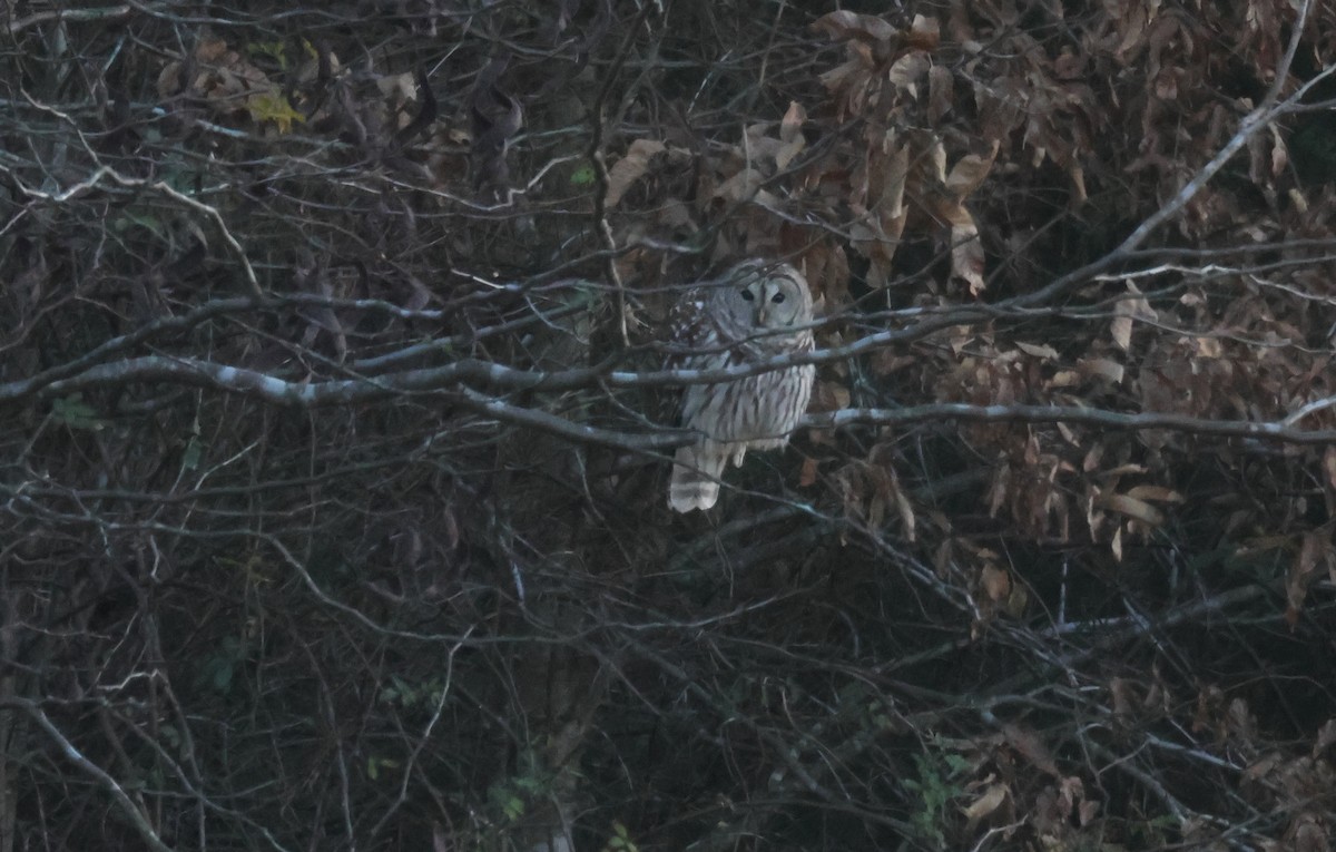 Barred Owl - ML620587529