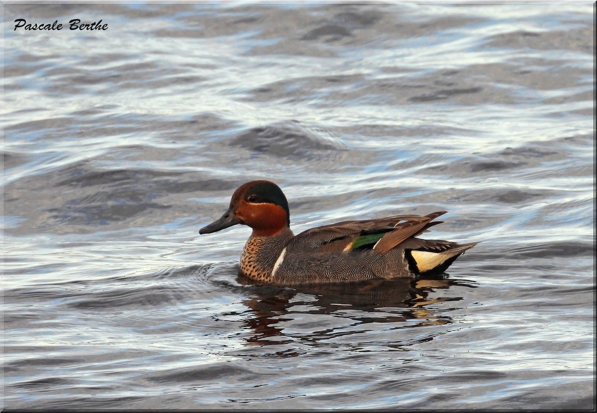 Green-winged Teal - ML620587538