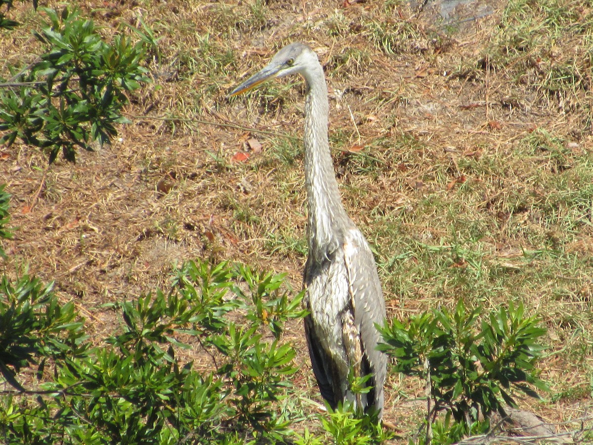 Great Blue Heron - ML620587539