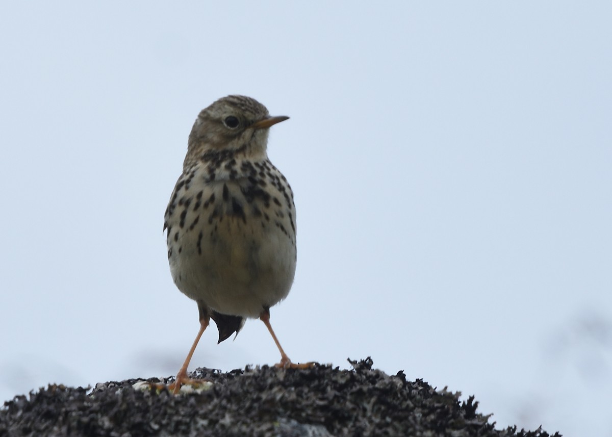 Meadow Pipit - ML620587542