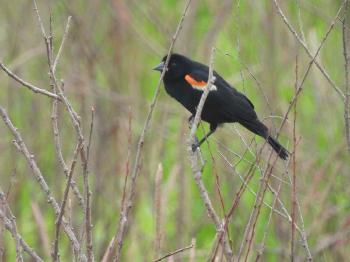 Red-winged Blackbird - Kevork Bardak
