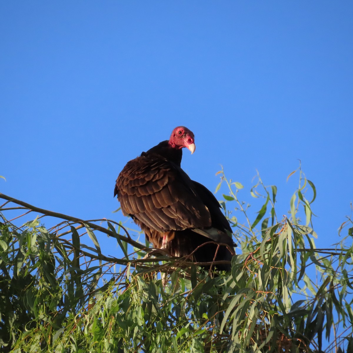 Urubu à tête rouge - ML620587572