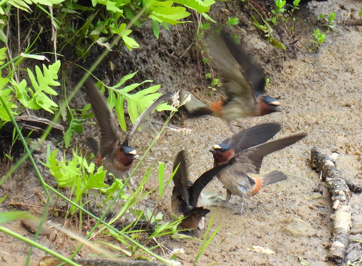 Cliff Swallow - ML620587577