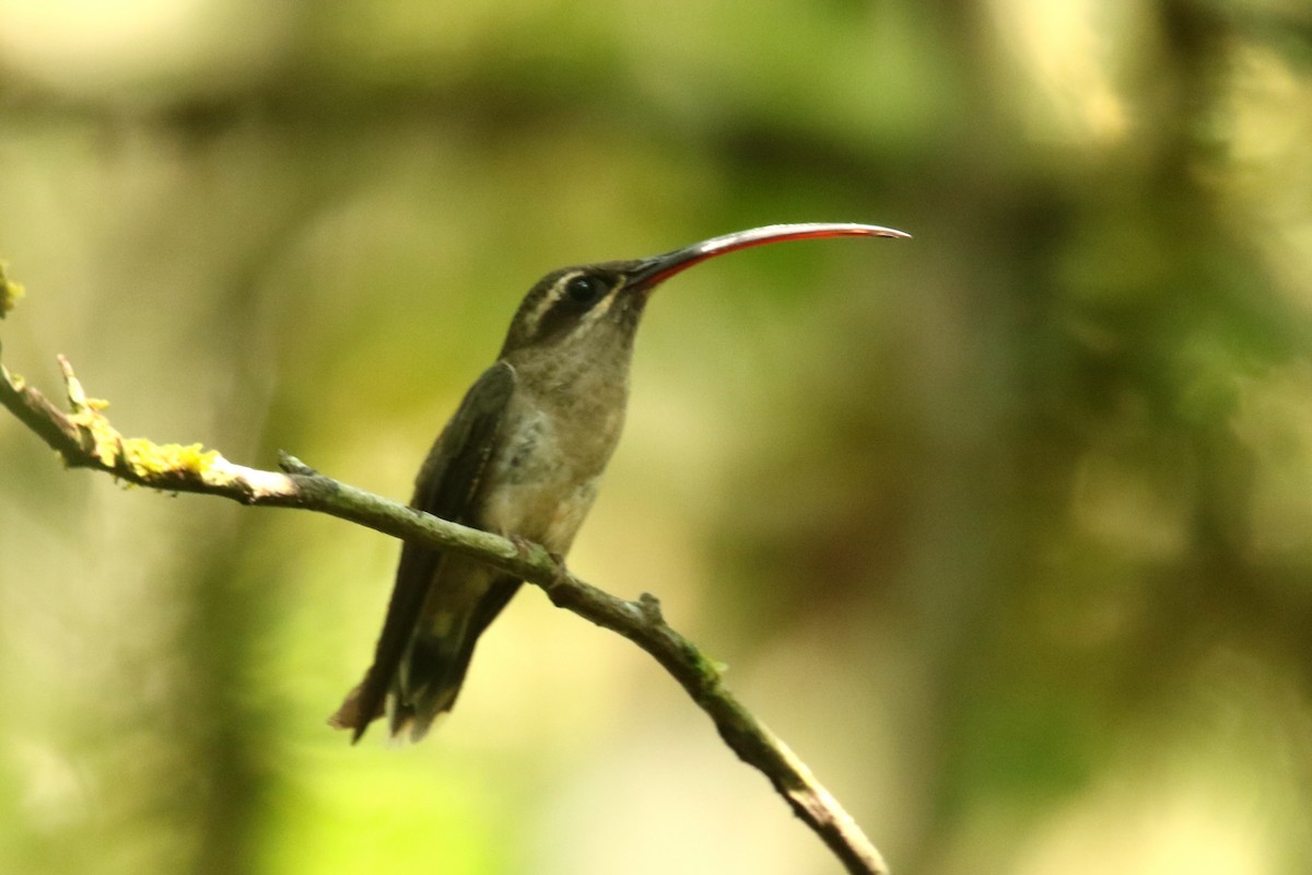 kolibřík dlouhozobý - ML620587608