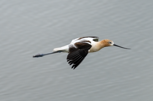 American Avocet - ML620587610